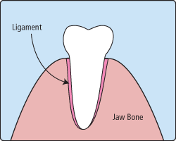 Anatomical diagram showing tooth structure with ligament and jaw bone labels in dental context.